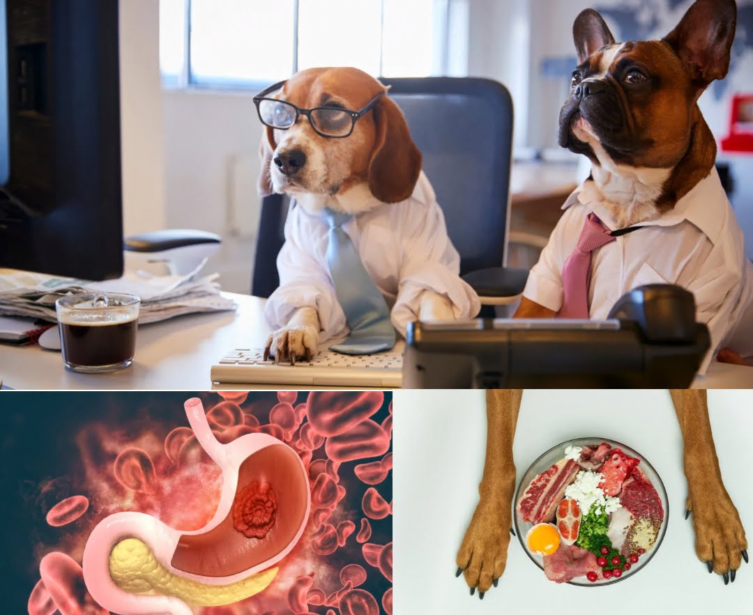 Терапевтични хранителни планове на кучета