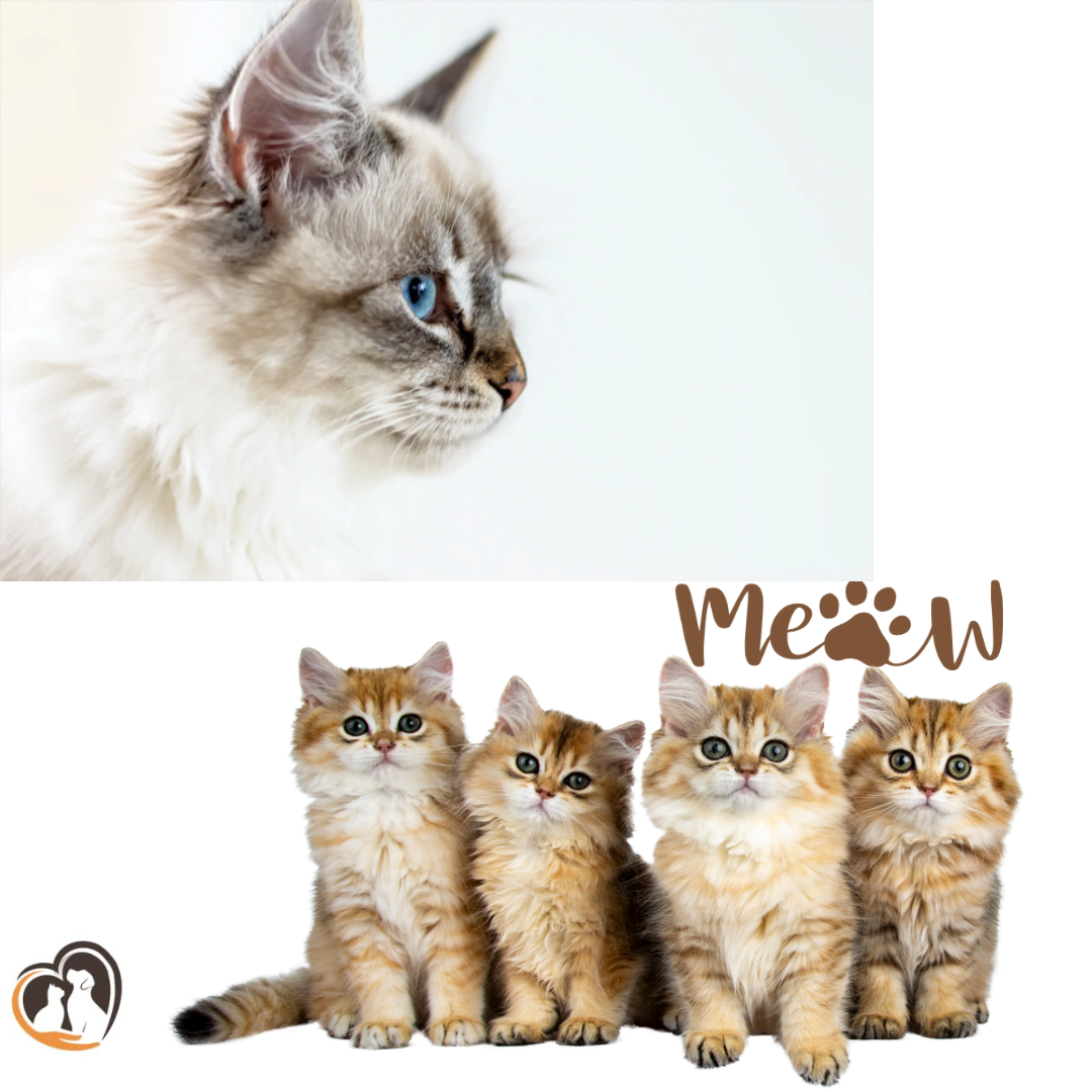 Персонални хранителни планове на котки