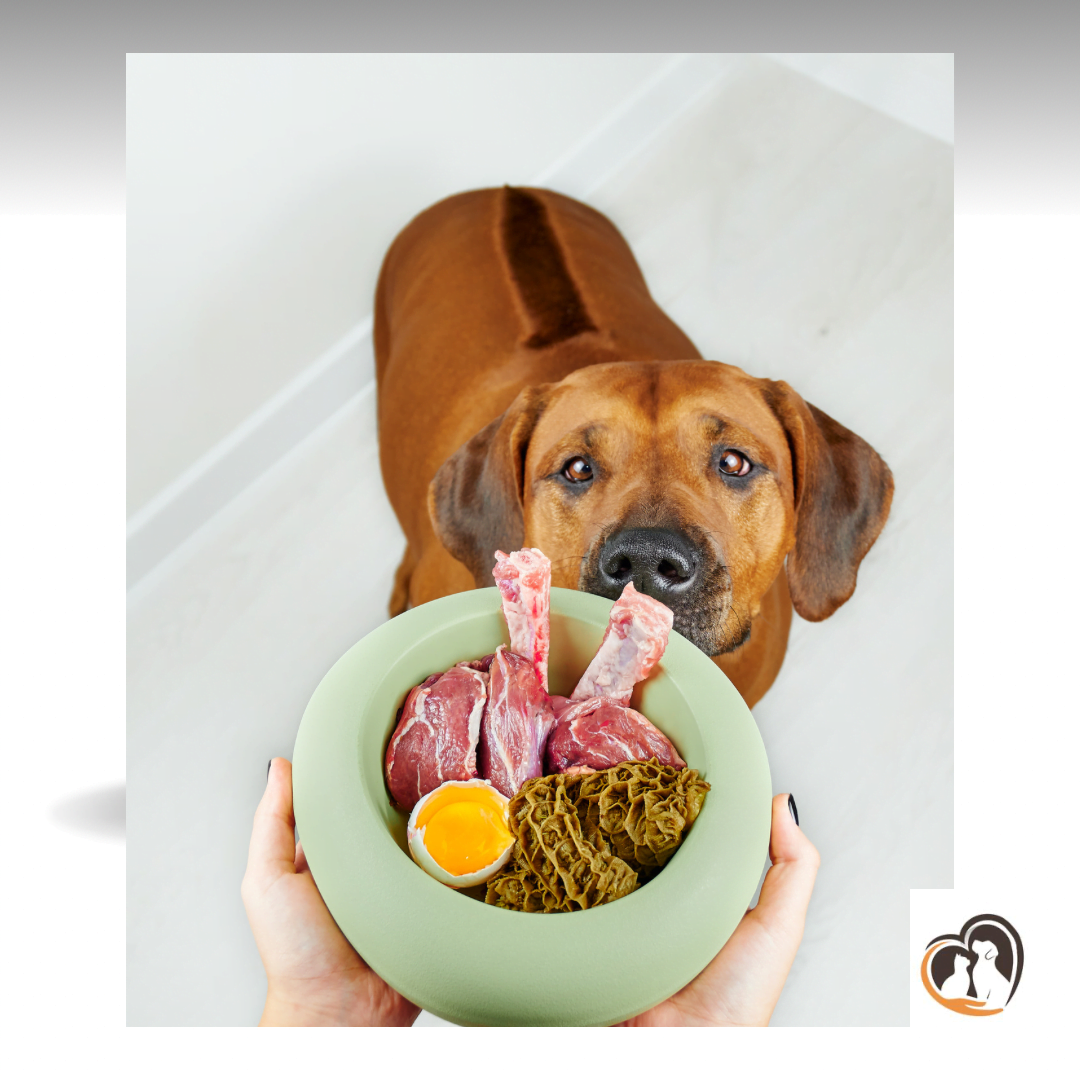 Персонални хранителни планове на кучета